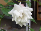 RIMG0276