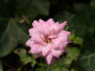 RIMG0446