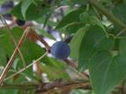 RIMG4417