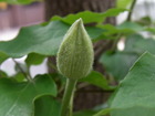 RIMG0978