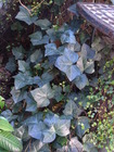 RIMG0811