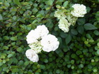 RIMG0454