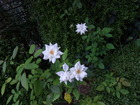 RIMG4478