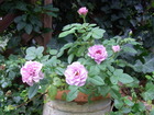 RIMG0236