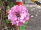 RIMG0318