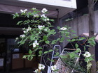 RIMG4225