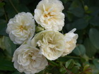 RIMG0191