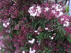 RIMG4241