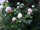 RIMG4316