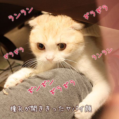 ギンギンギラギラ瞳孔開く : このこねこのこ？