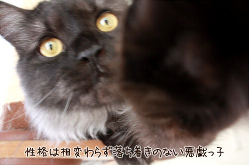 いたずらっこ