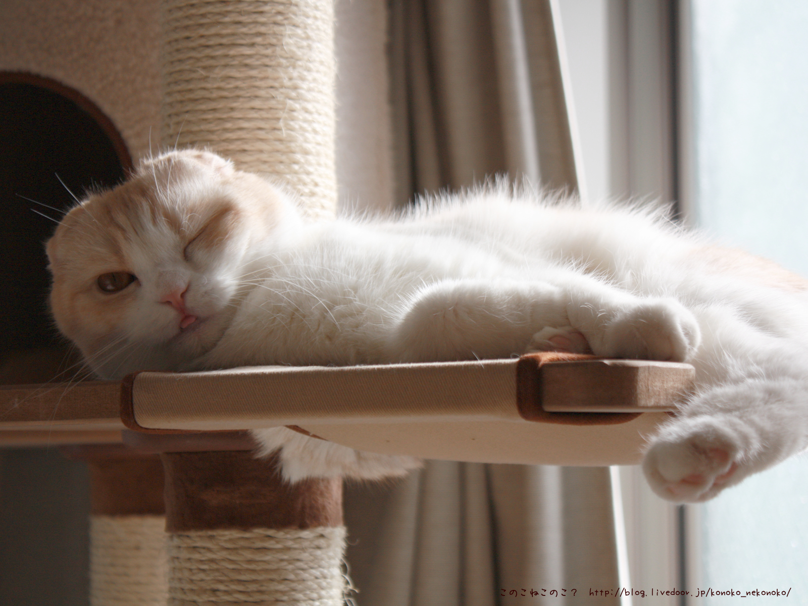 Jongeres 無料ダウンロード 野良 スコ 壁紙