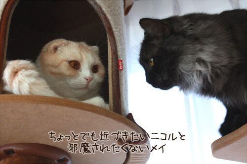 近づきたい……