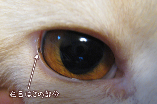 これはオシャレなのか このこねこのこ これはオシャレなのか このこねこのこ
