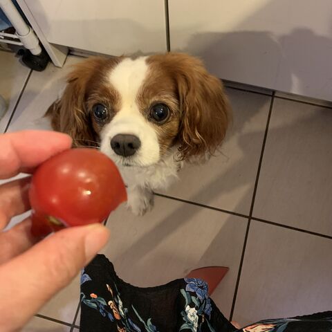 家でできたプチトマトは 最高に美味しいよ 愛犬pocoの生活日記 家でできたプチトマトは 最高に美味しいよ 愛犬pocoの生活日記