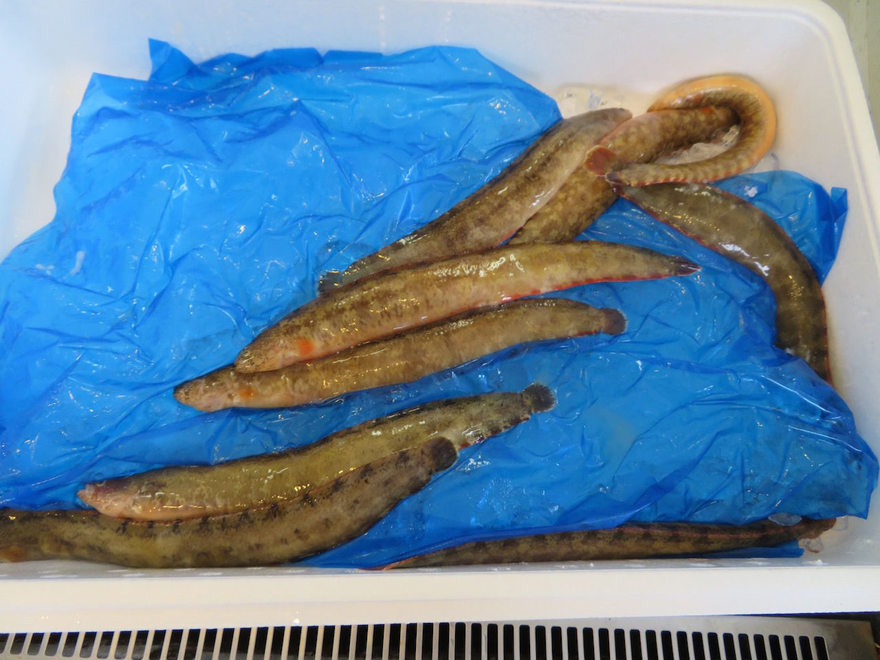 ギンポ 銀宝 小林鮮魚店 この世を華とするために ギンポ 銀宝 小林鮮魚店 この世を華とするために