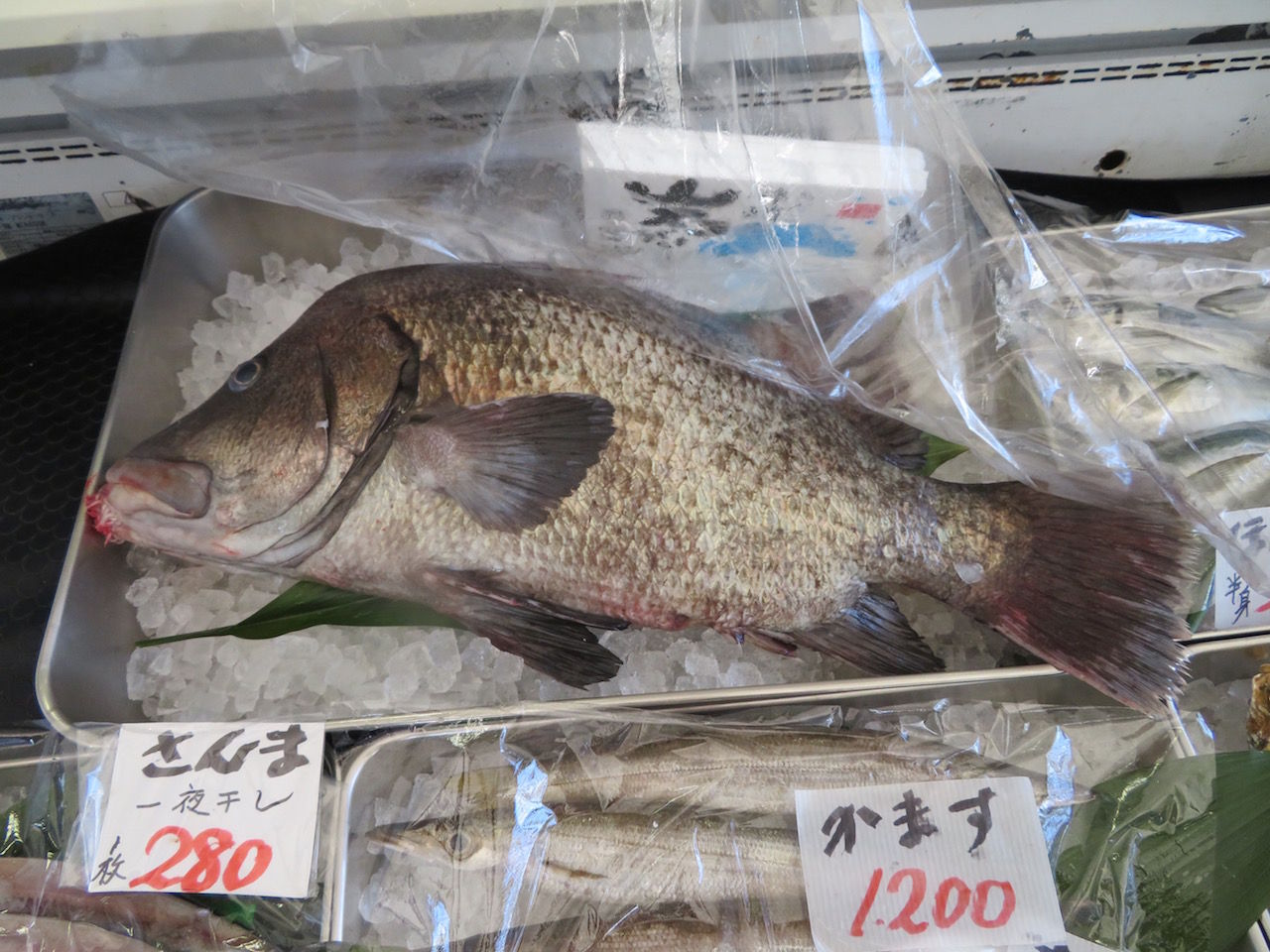 ひげ鯛 ヒゲダイ この世を華とするために