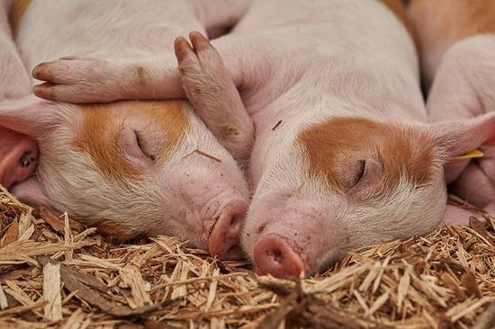 piglet-g5564f248b_640