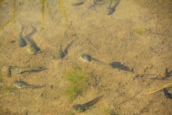 0adpDSC_6179のコピー