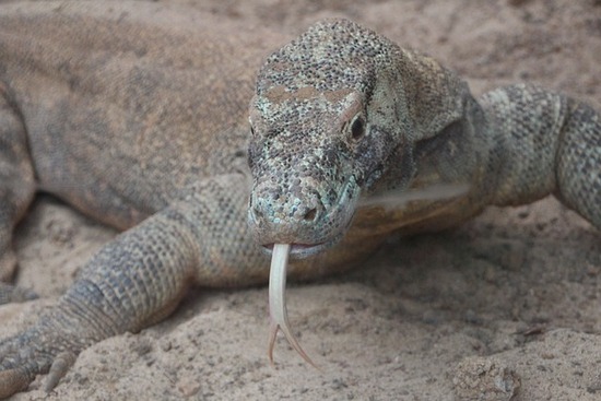 reptile-6952982_640