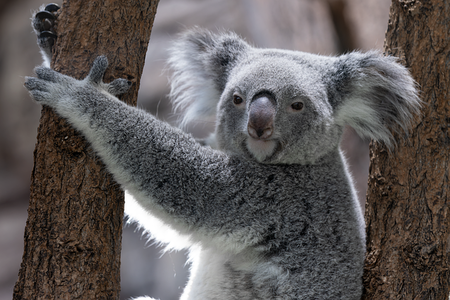 koala-8992580_640