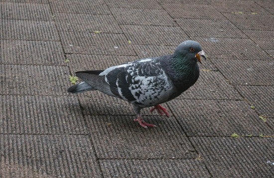 hato_PAS04295_TP_V4
