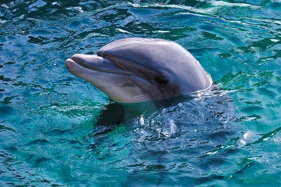 dolphin-g02262896d_640