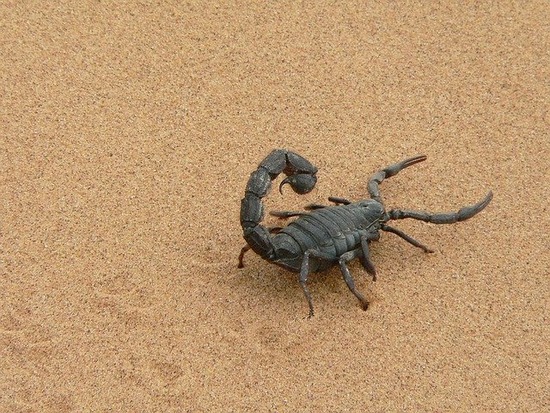giant-scorpion-gdfa56a362_640