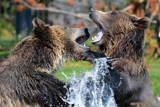 grizzlies-210996_640