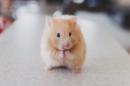 hamster-690108_640