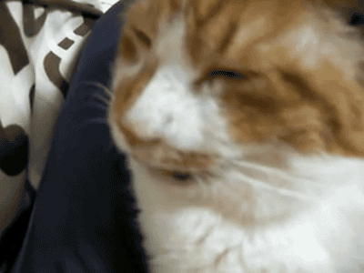 41枚 なんj動物gif画像スレ Part2 コノユビ