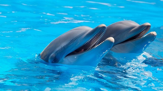 dolphins-1869337_640