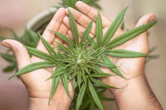 大麻