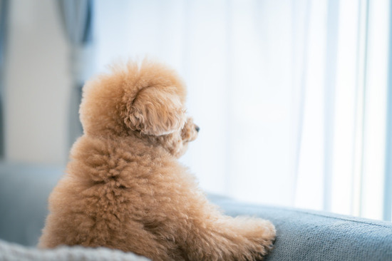 犬 トイプードル