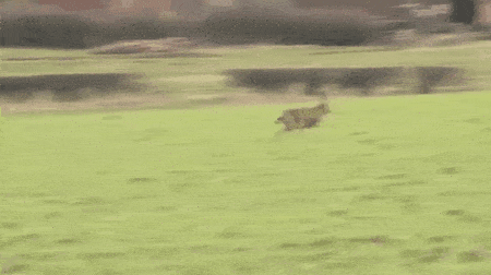 42枚 なんj動物gif画像スレ Part1 コノユビ