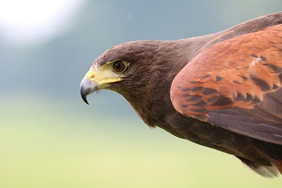 harris-hawk-g4b4baf477_640