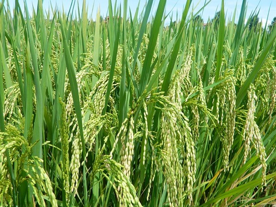 rice-2699313_640