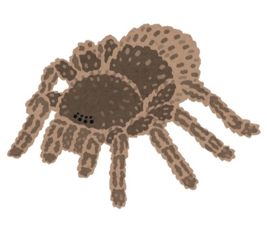 bug_kumo_tarantula_のコピー