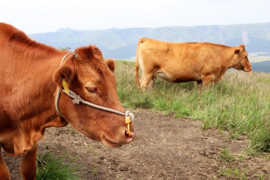 94b9da2368aa5a4a812de2db64567bc7_s