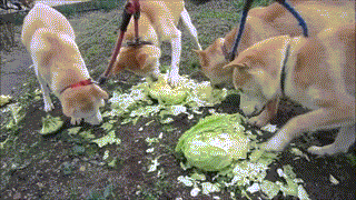 犬gifスレ イヌ キャベツが好きすぎる コノユビ