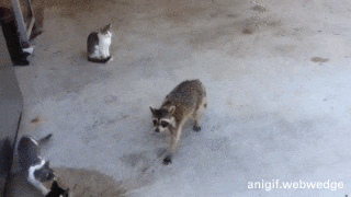 42枚 なんj動物gif画像スレ Part1 コノユビ 42枚 なんj動物gif画像スレ Part1 コノユビ