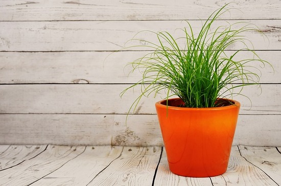 plant-pot-2031666_640
