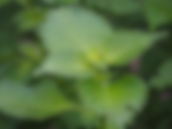 23509408_sのコピー