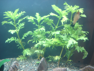 このゆずのアクアライフ 水草 Livedoor Blog ブログ このゆずのアクアライフ 水草 Livedoor Blog ブログ
