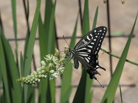 P6068961
