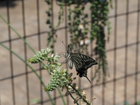 P6068915