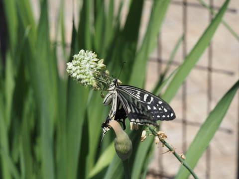 P6068916