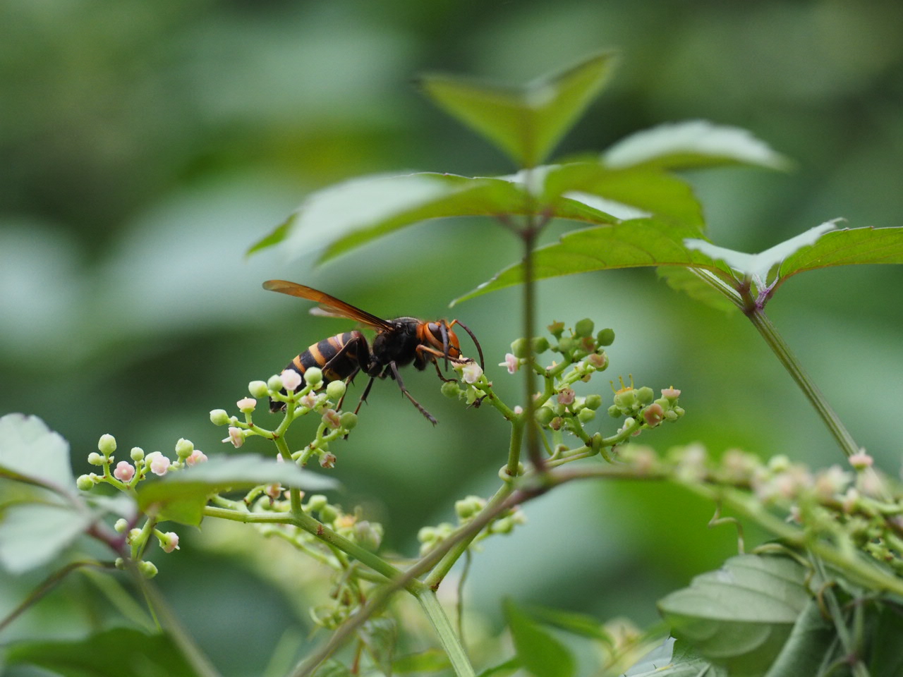 ヤブガラシにヒメスズメバチのオス 半分 エロい