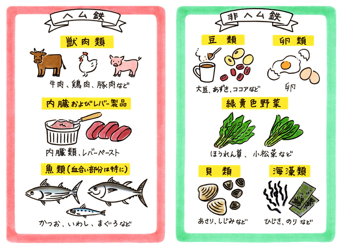 【鉄分豊富】貧血を改善したいけど何を食べればいい? : 今晩何食べよ