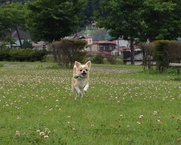 飛行犬 ちくわじゃないよ チワワだよ 飛行犬 ちくわじゃないよ チワワだよ